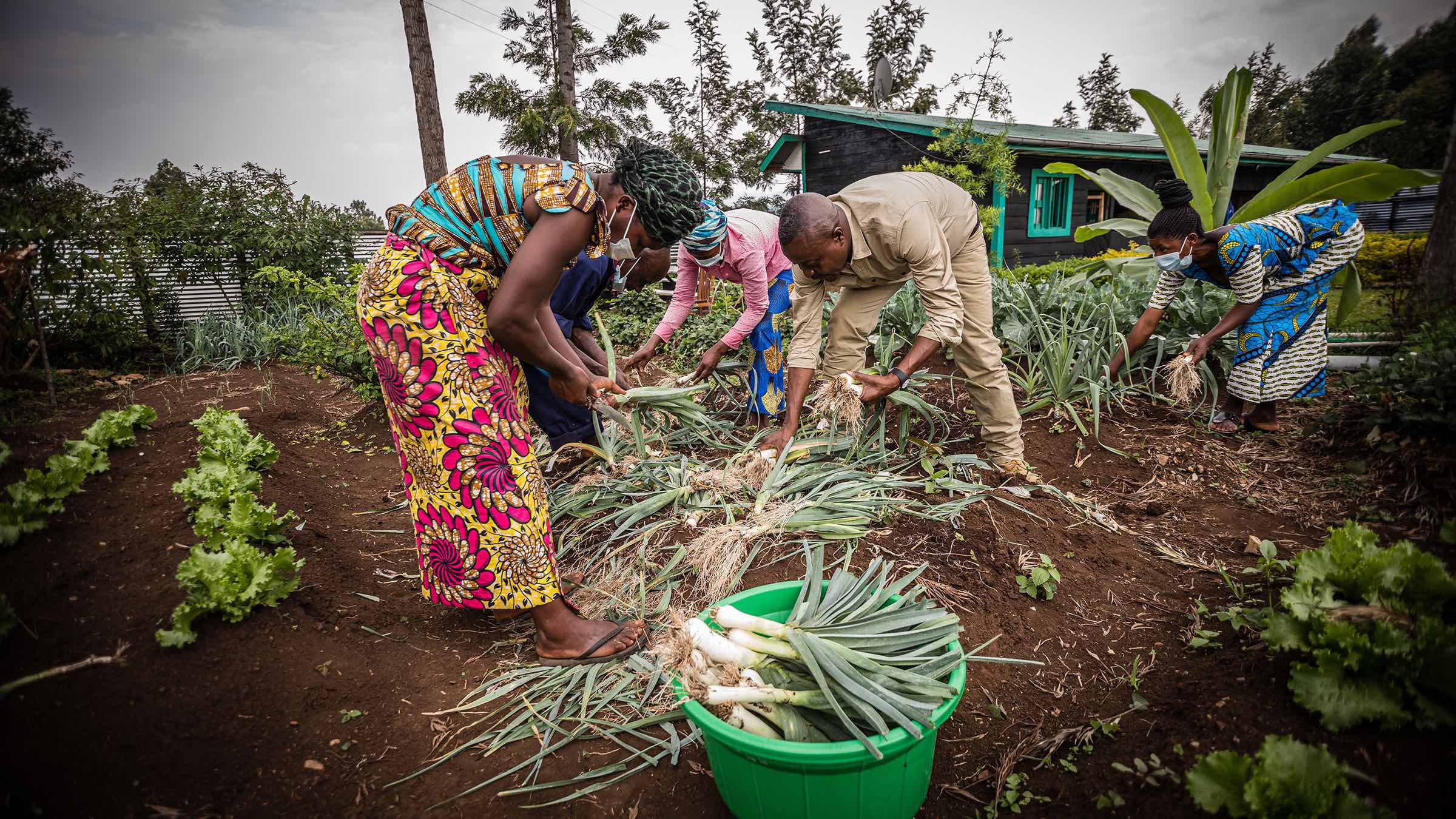 Pole Pole Foundation harvesting vegetables