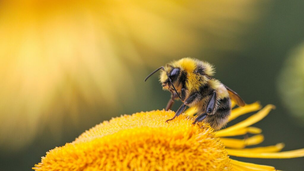 nature bee new zealand