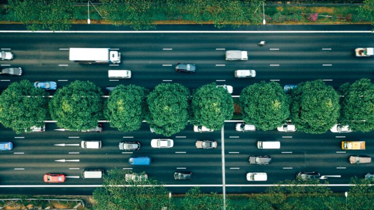 Trees lining the middle of a motorway