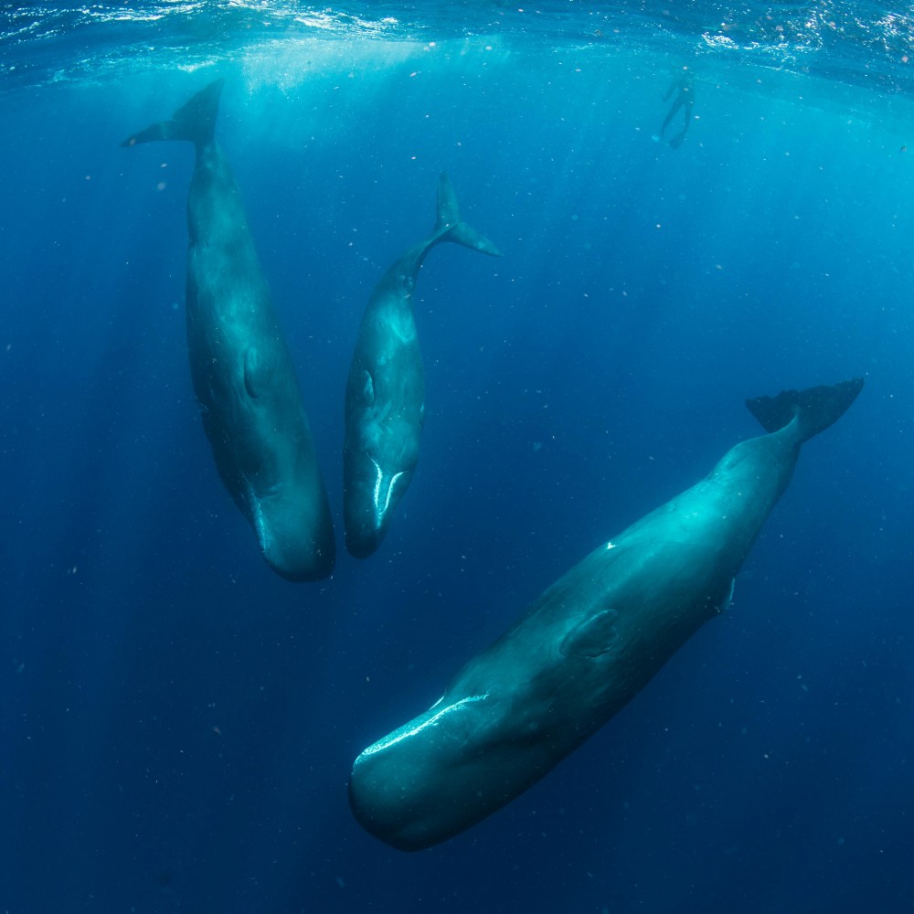 Diver swimming with sperm whales off the coast of Dominica