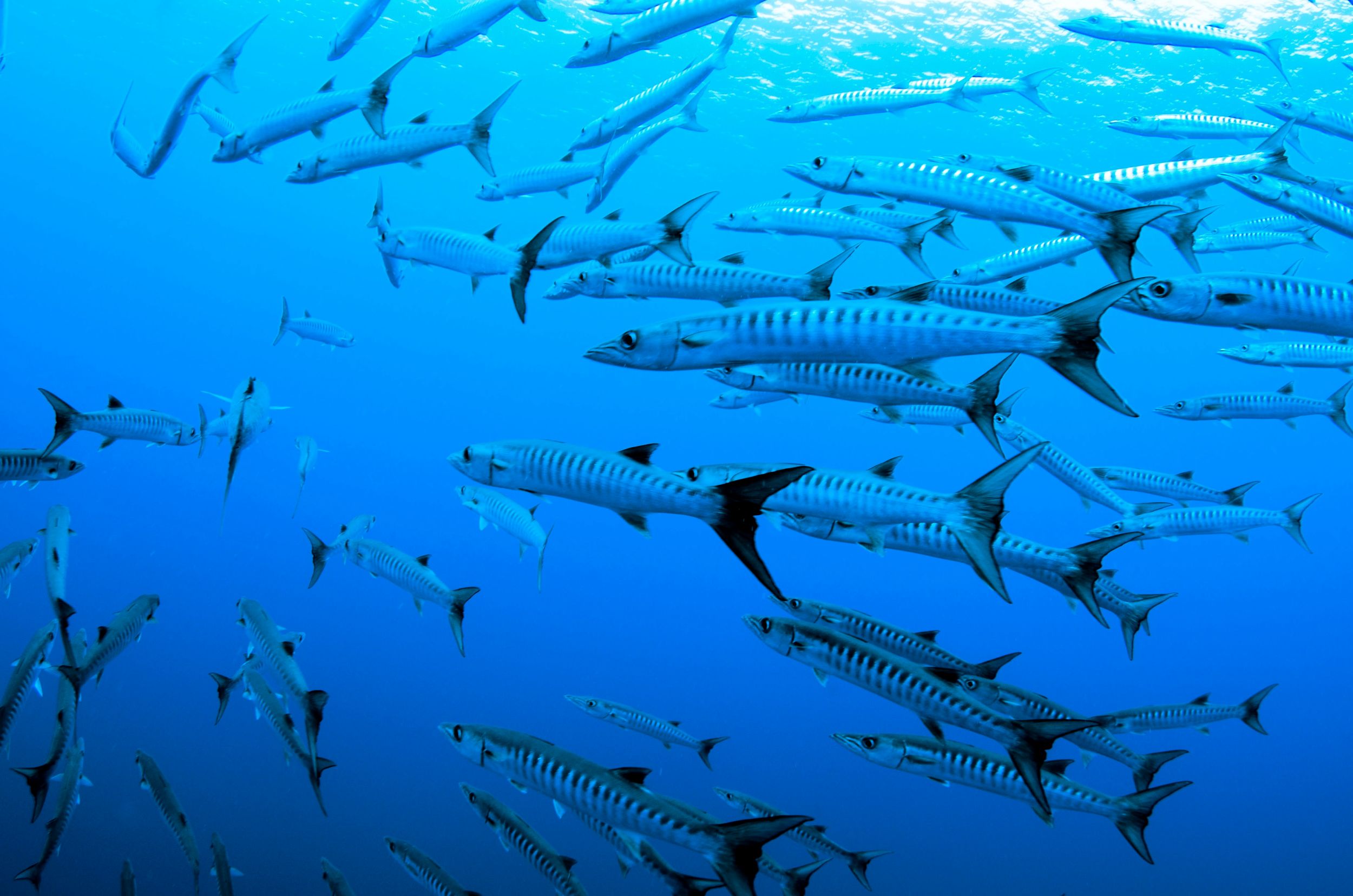 fish swimming underwater
