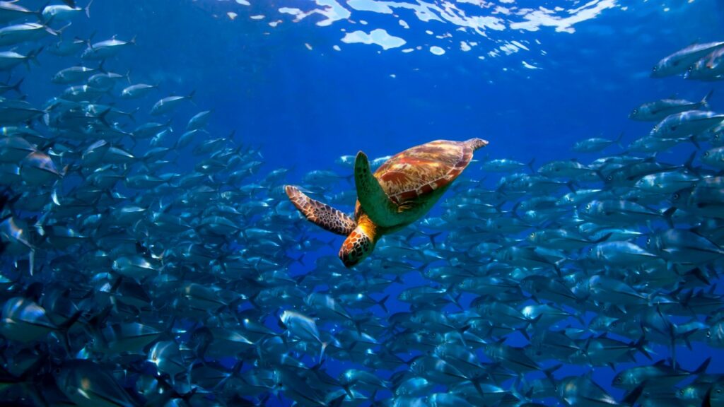 Turtle diving through shoal of fish