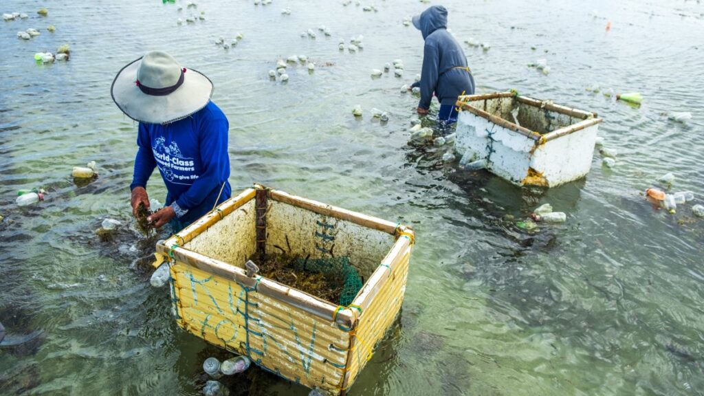 Coast 4C seaweed farmers