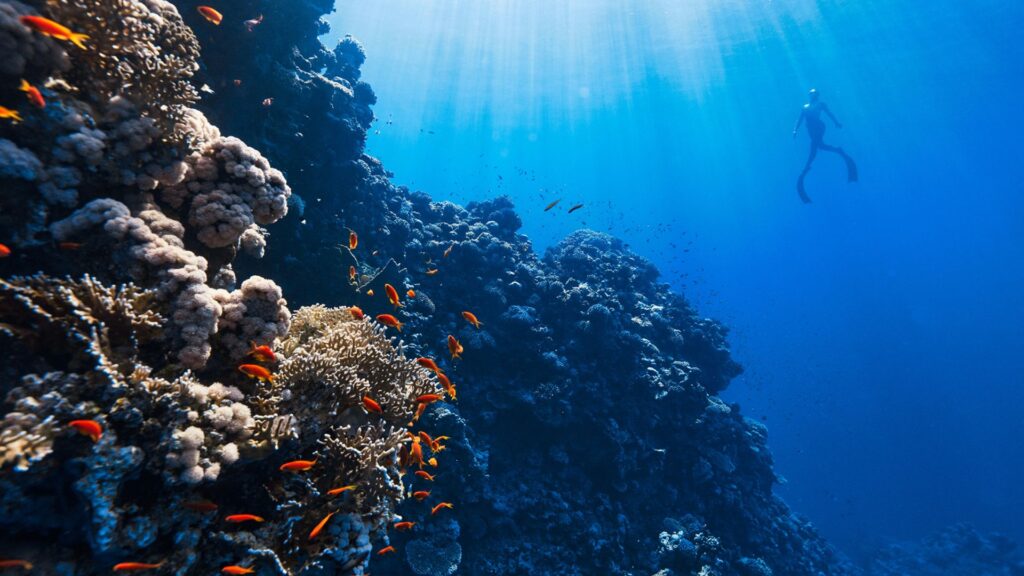 Diver at kaleidoscopic-colored coral reefs and an abundance of diverse marine life.