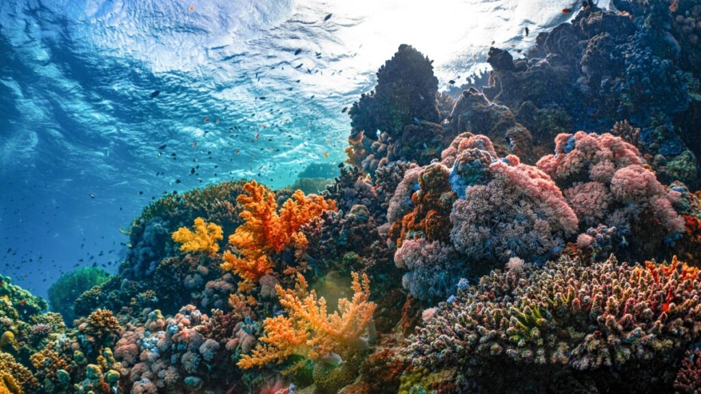 Coral Reef. Photo by NEOM on Unsplash.