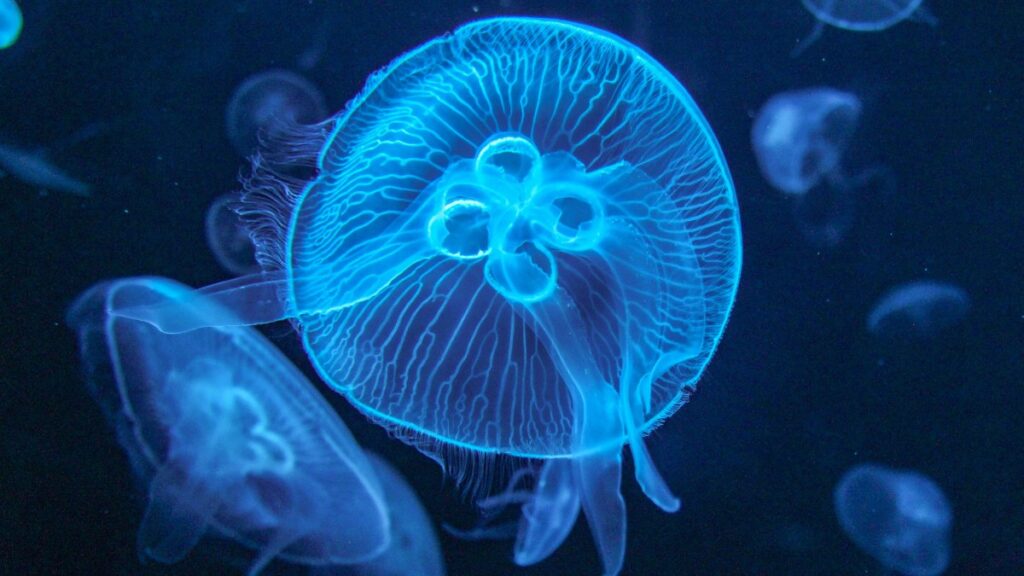 Jellyfish in the ocean. Photo by rigel on Unsplash
