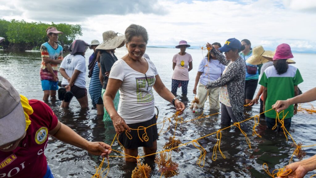 Coast 4C seaweed farming