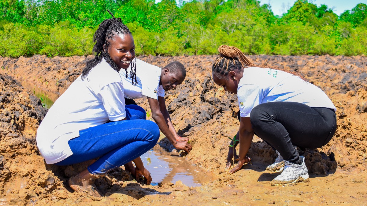 Ceriops mangrove planting