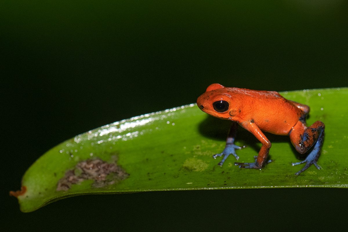 Costa Rica is home to an incredible variety of life. Strawberry poison dart frog. Credit: UNDP Nature