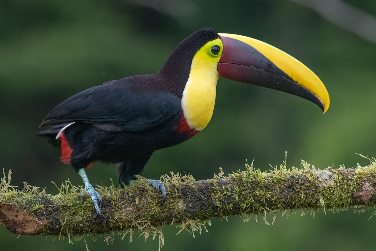 Costa Rica is home to an incredible variety of life. Yellow throated toucan. Credit: UNDP Nature