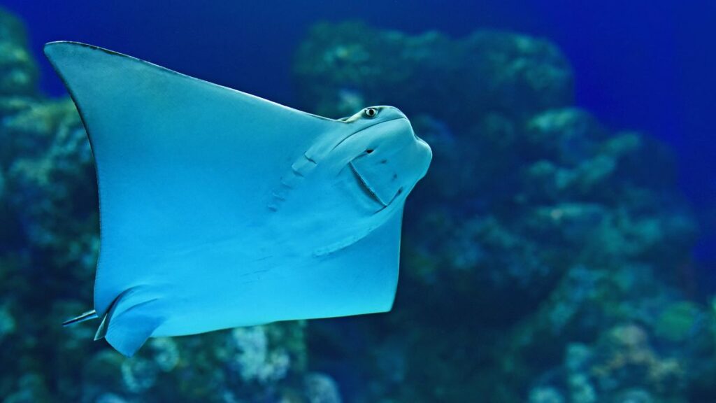 The High Seas Treaty is the first global framework to create marine protected areas in international waters