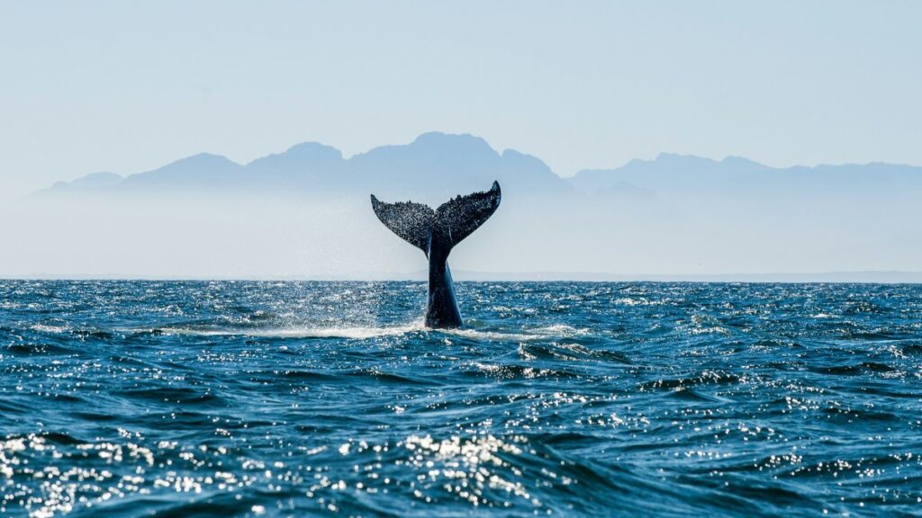 whale tail ocean
