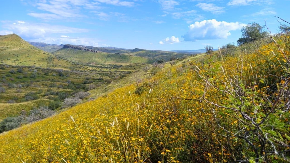 Over 3 million soil carbon creditshave been generated through Boomitra's Grassland Restoration Project in Northern Mexico.