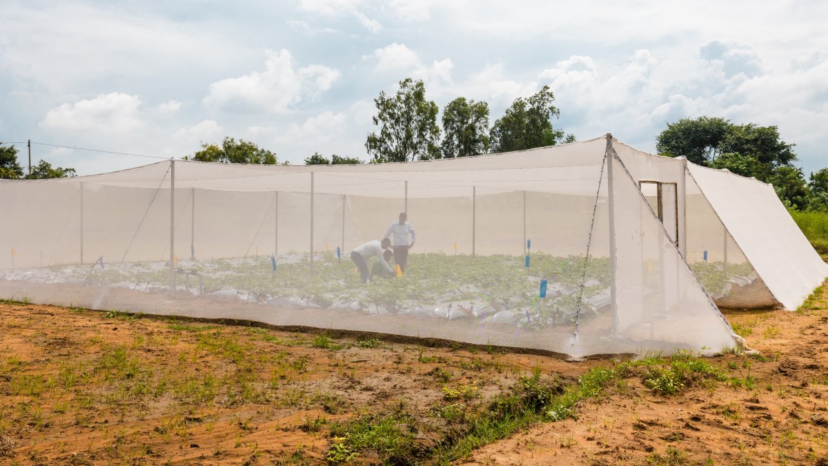 Kheyti's Greenhouse-in-a-Box helps smallholder farmers reduce climate-related harvest risks and increase yields.