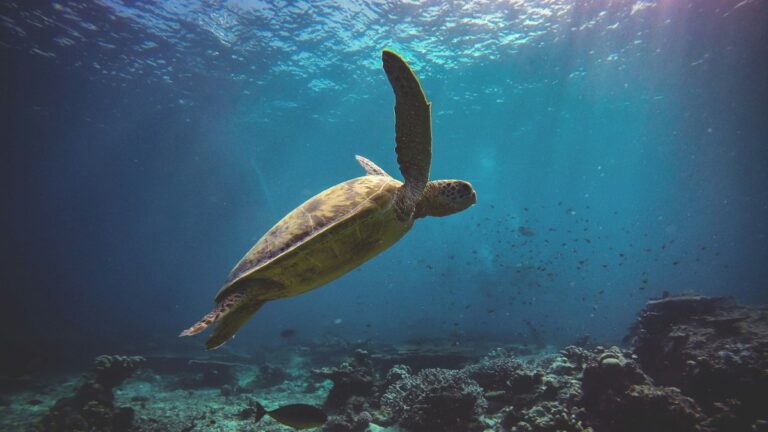 Turtle swimming in ocean