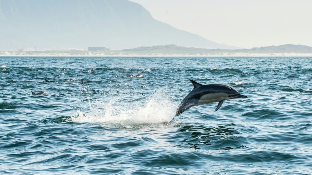 Dolphin jumping from water