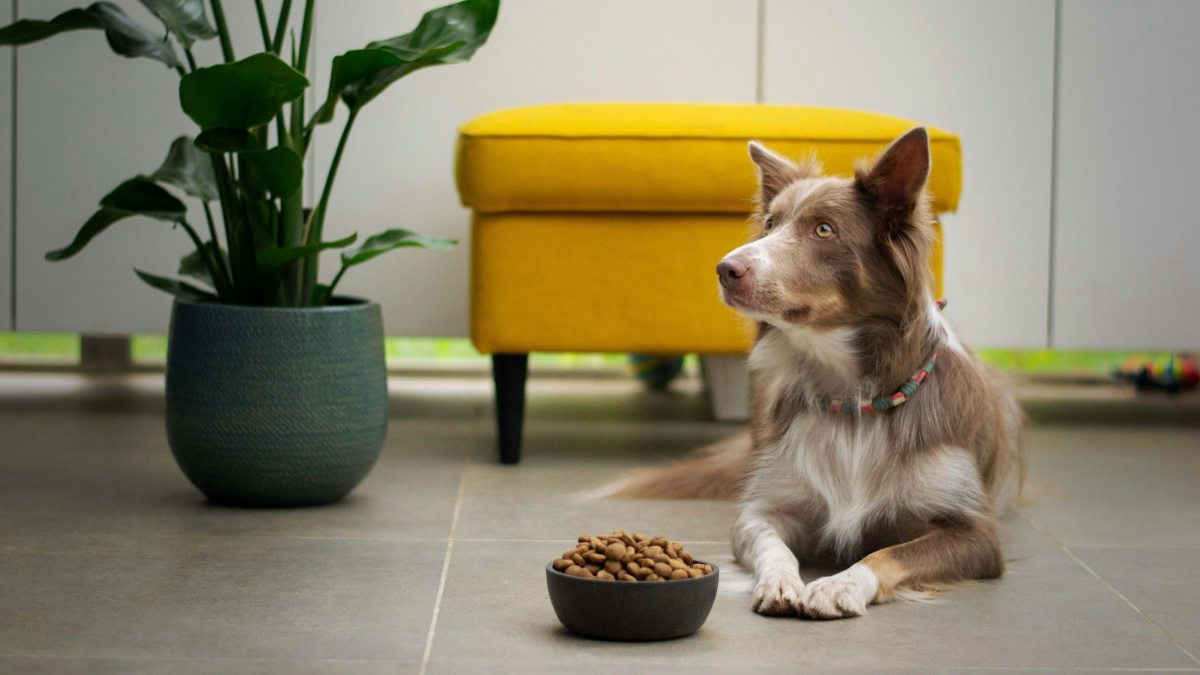 Dog with food bowl