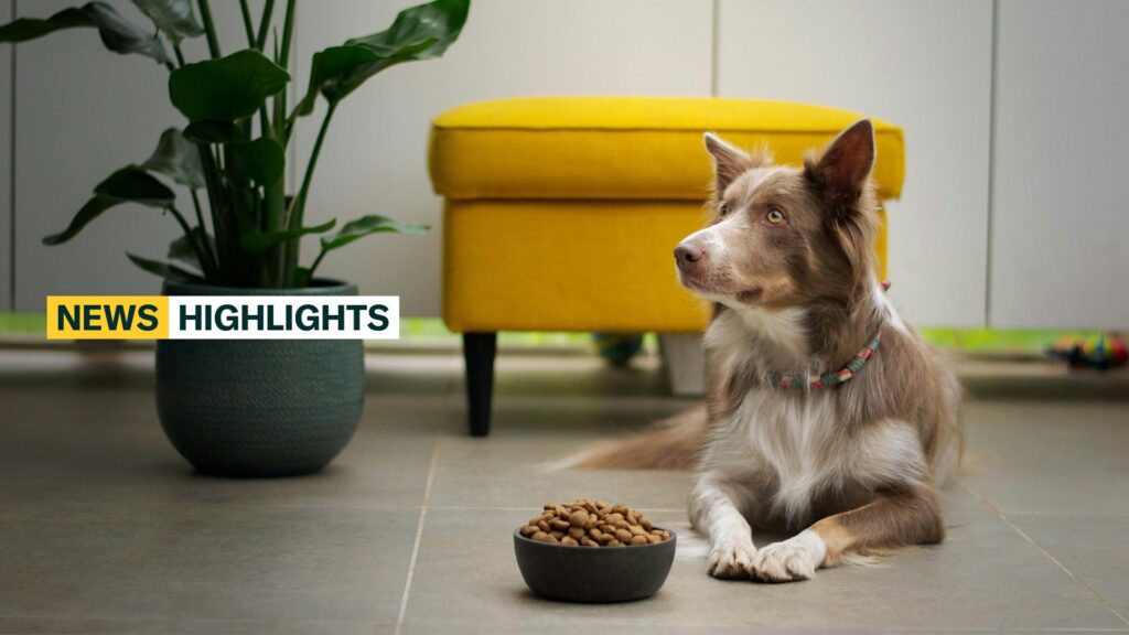 Dog with food bowl - ayla verschueren