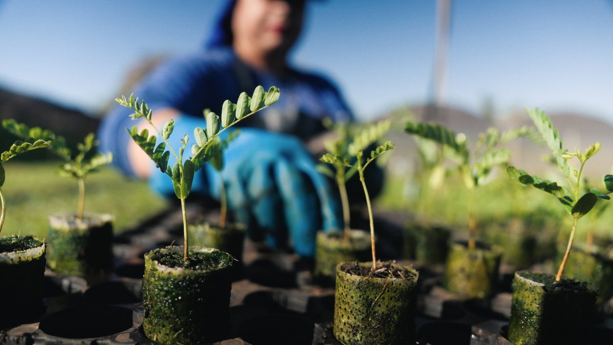 Tree saplings being planted by hand