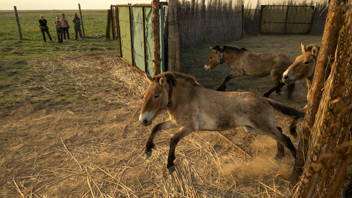 Altyn Dala Przewalski horses