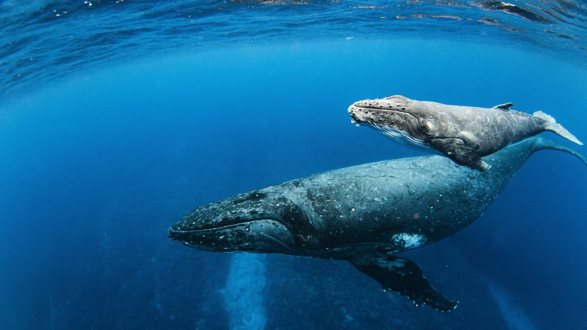 High Seas Alliance whale