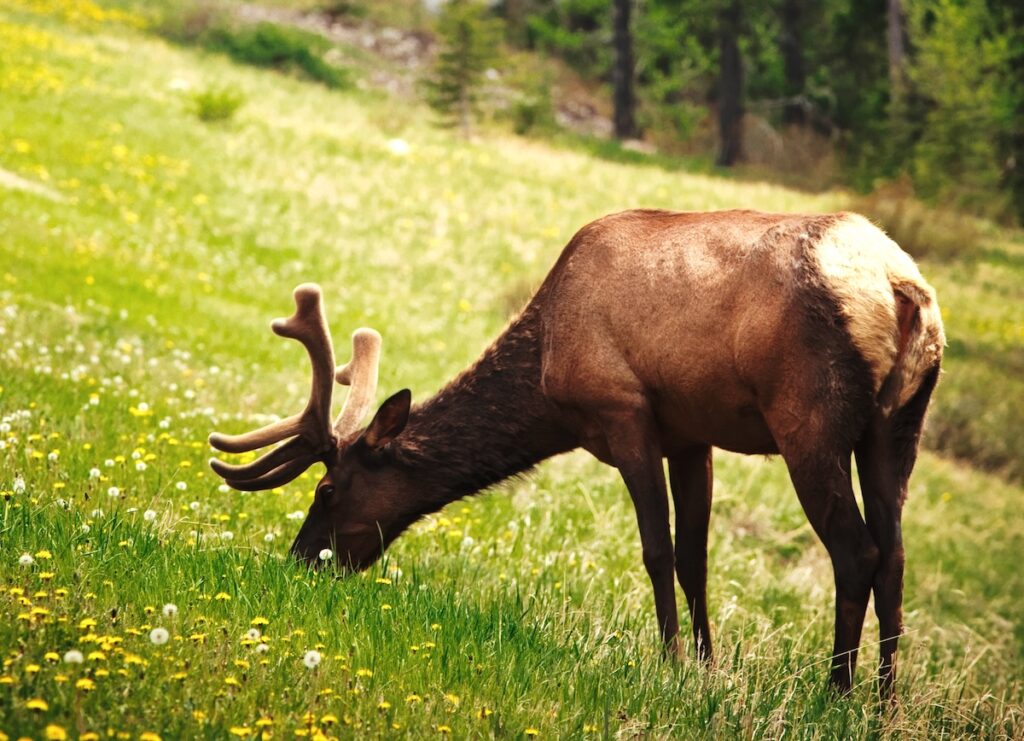 Image of deer grazing in a field